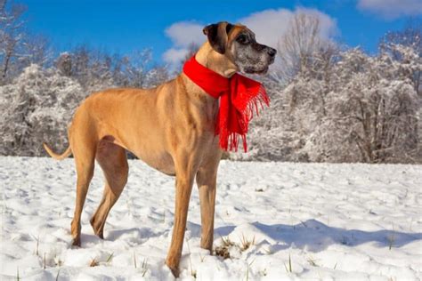 Do Great Danes Get a Winter Coat? - Great Dane Care