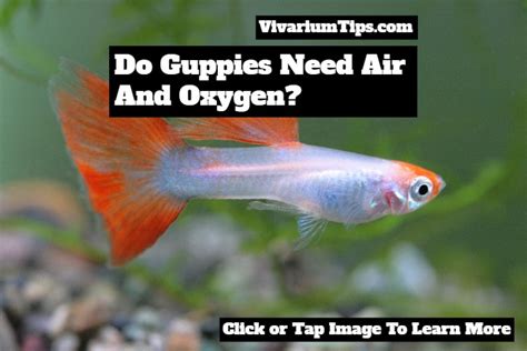 Do Guppies Need an Air Pump: Reasons & Recommendations