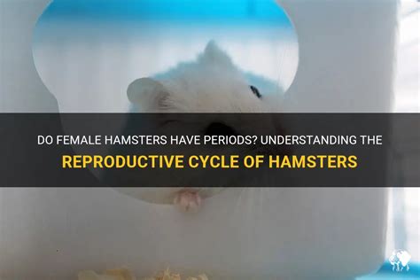 Do Hamsters Have Periods? - Hamster Beginner