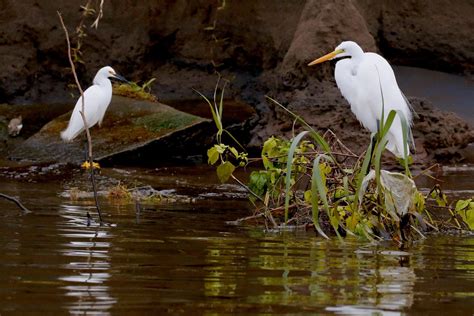 Do Herons Fish At Night? (And How To Stop Them!)