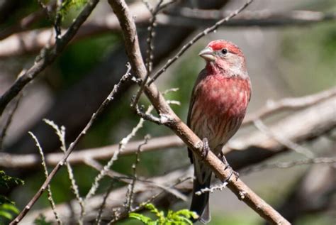 Do House Finches Migrate? Everything You Need to Know!