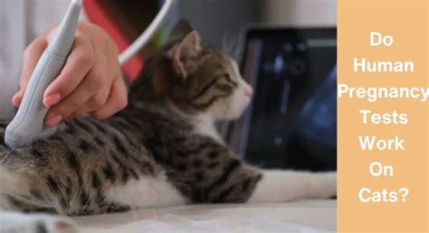 Do Human Pregnancy Tests Work on Cats? - Upgrade Your Cat