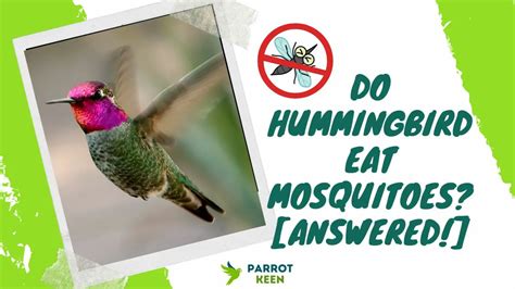 Do Hummingbirds Eat Mosquitoes? (Answered)