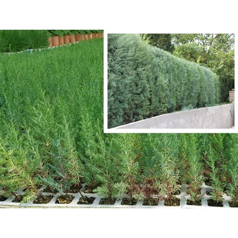 Do I need to stake Cupressus arizonica