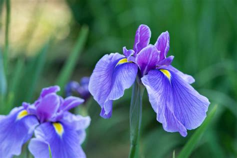 Do Iris Bloom More Than Once? - GardenFine