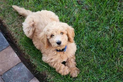 Do Labradoodles Shed As Puppies