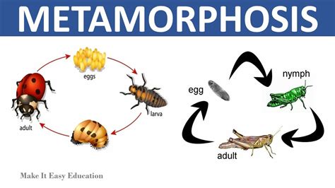 Do Mites Undergo Metamorphosis? - Knowledge WOW