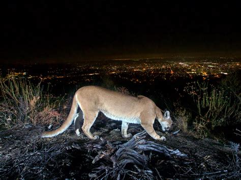 Do Motion Sensor Lights Deter Wildlife and Animals?