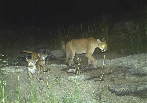 Do Mountain Lions Hibernate? How Do They Survive the …