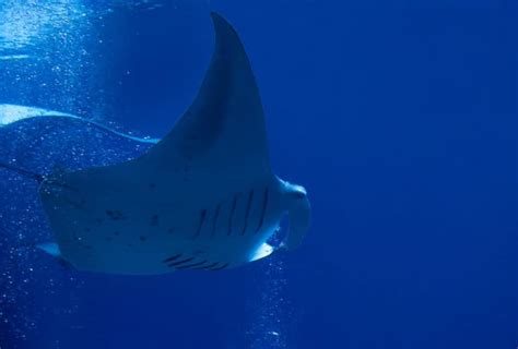 Do Pink Manta Rays Lay Eggs or Give Live Birth?