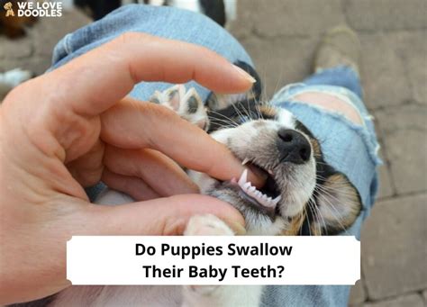 Do Puppies Swallow Their Baby Teeth? (& Other Teething …