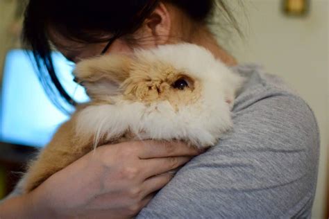 Do Rabbits Know When Their Owners Are Sad? (What Science Says)