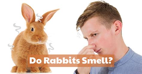 Do Rabbits Smell? [How To Stop Your Bunny From Stinking]