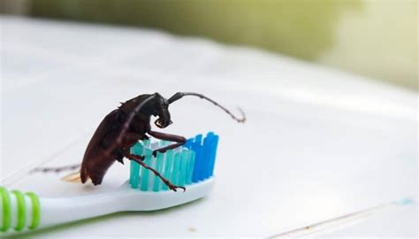 Do Roaches Like The Cold? - How To Murder Pests