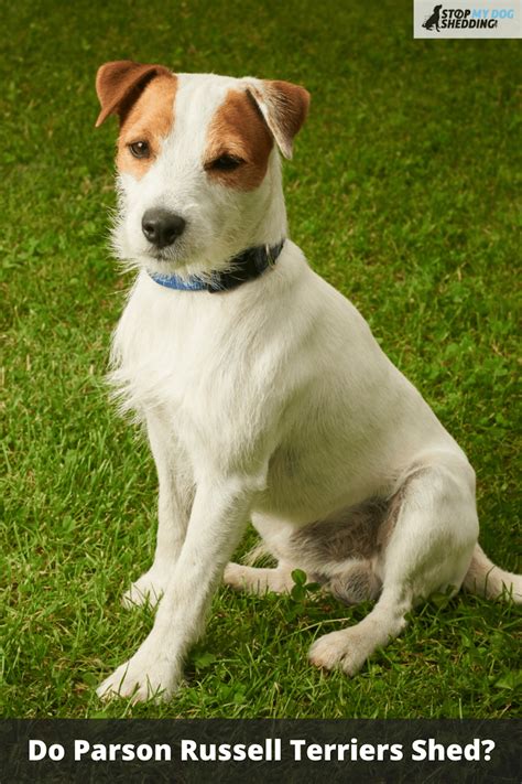 Do Russell Terriers Shed? - Shedding Happens