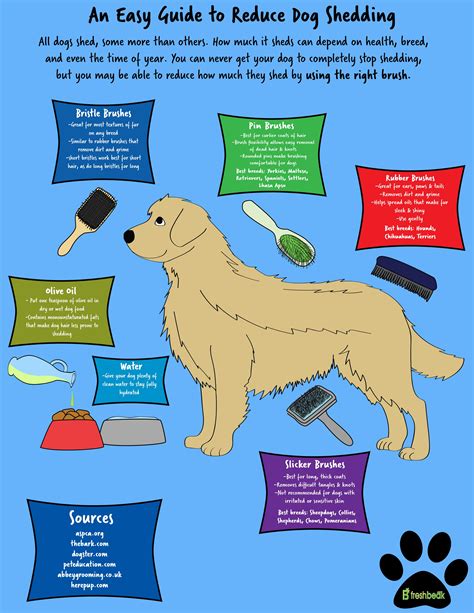 Do Scottie dogs shed? A Step-by-Step Guide – KeepingDog