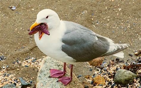 Do Seagulls Eat Starfish? 15 Facts About (Seagull-Birds) - Up ice …