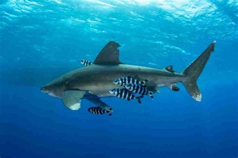 Do Sharks Eat Pilot Fish? - Fish Article