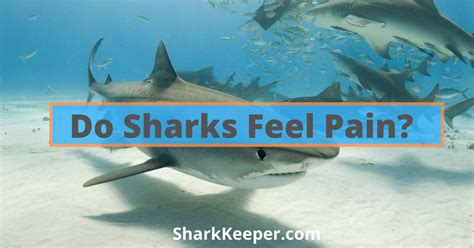 Do Sharks Feel Happy? - Shark Keeper