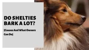 Do Shelties Bark A Lot? [Causes And What Owners Can Do] - Pet Educate