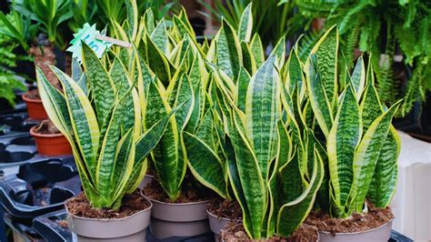 Do Snake Plants Like Coffee Grounds? ☕ - Little Leafy