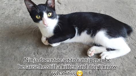 Do Some Cats React Badly To Catnip? - Sweetish Hill