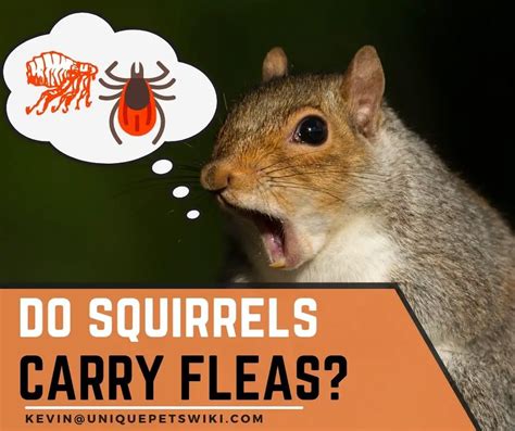 Do Squirrels Carry Fleas? – PestPolicy.com