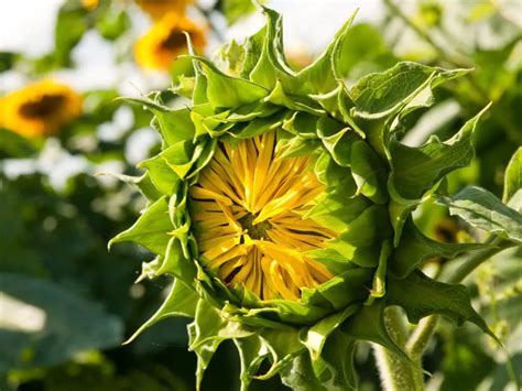 Do Sunflowers Have Thorns: What You Need to Know About …