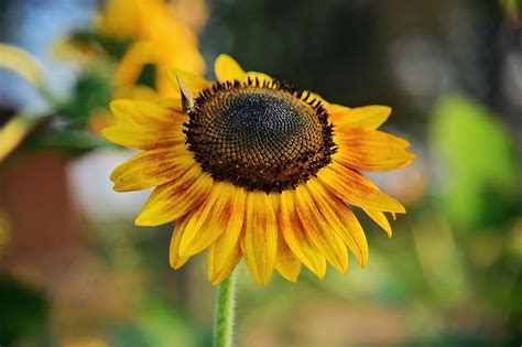 Do Sunflowers Smell? - CityofMcLemoresville