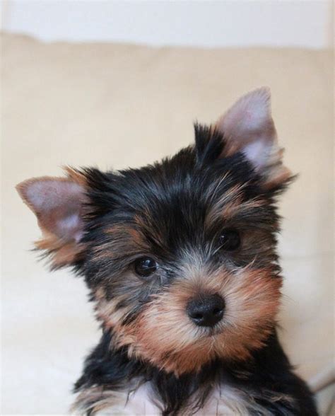 Do Teacup Yorkies Shed A Lot? - FAQS Clear