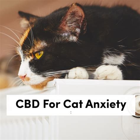 Do They Have Cbd For Cats