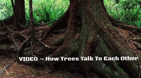 Do Trees Talk To Each Other? CHOP