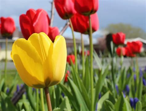 Do Tulip Bulbs Need to be Refrigerated? Bulbs in the Fridge Cold ...