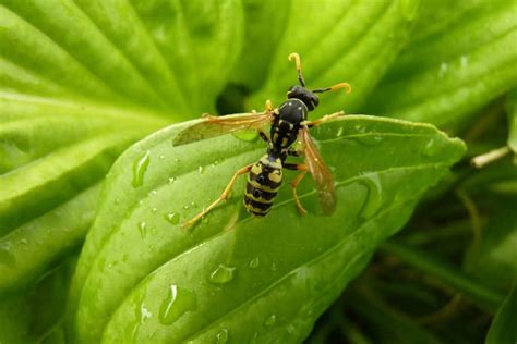 Do Wasps Come Out In The Rain? (Finally Explained)