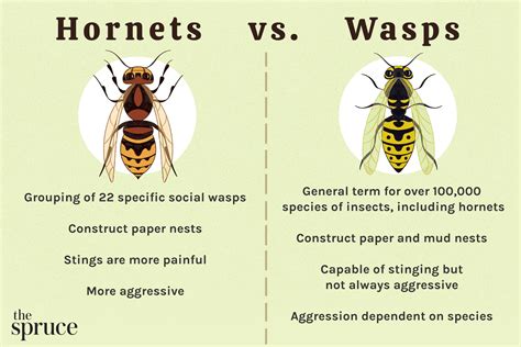 Do Wasps Sting Birds? Do Hornets or Bees? a …