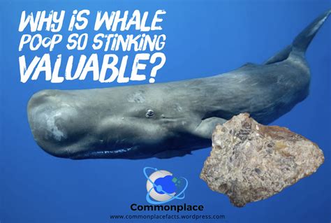 Do Whales Poop? Whale Facts