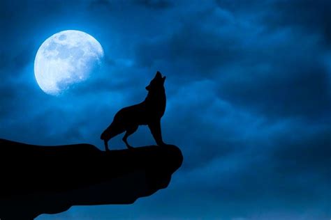 Do Wolves Really Howl at the Moon? Flipboard