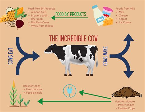 Do all cows produce milk? Why do some don