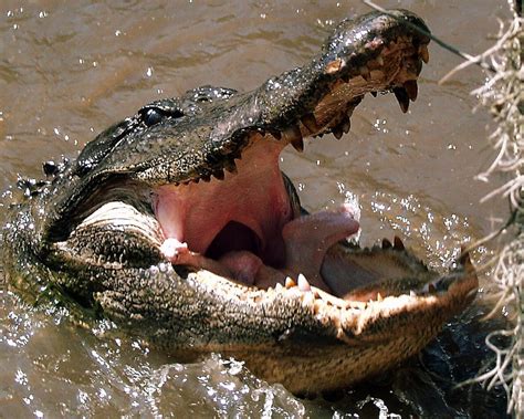 Do alligators eat humans. Adult alligators in the Everglades eat various aquatic animals, birds, snakes, and small mammals such as nutrias, raccoons, and muskrats. Like other alligators, they do not usually go after animals bigger than them. Younger alligators prey on worms, snails, frogs, crabs, and other similar animals. 