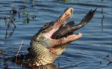 Do alligators eat people. Alligators are strong, fierce predators that can attack humans, but only rarely eat them. Learn how to avoid, escape and survive an alligator attack, and what to do … 