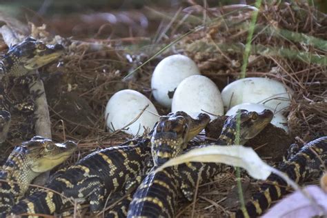 Do alligators lay eggs. Do alligators lay eggs or give birth? Seven to 10 feet in diameter and two to three feet high can be found in the nest. Around late june and early july, the female lays 35 to 50 eggs. Some females can lay up to 90 eggs. After a week or two, the eggs are covered with vegetation and hatch. 