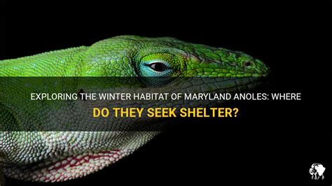 Do anoles live in Maryland? - 2024 - apaclaira.youramys.com