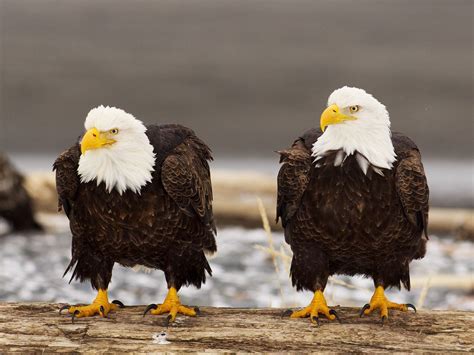 Do bald eagles mate for life. Sep 20, 2023 · Read on to learn which birds mate for life and why lifelong loyalty evolved in some feathered families. Key Takeaways on Monogamous Birds. Over 90% of bird species demonstrate social monogamy, pairing with one mate per breeding season or longer. True monogamy, with partners staying together for life, is estimated at around 75-90% of … 
