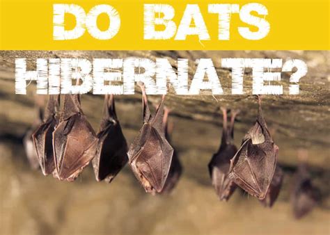 Do bats hibernate. Things To Know About Do bats hibernate. 