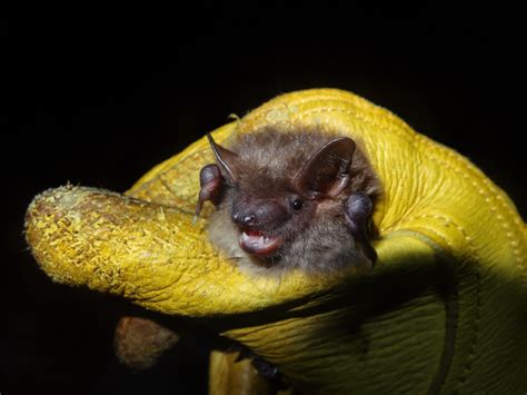 Do bats hibernate in the winter. Learn how to identify and handle a winter bat, a big brown bat, in your house. Find out when and where they hibernate, and how to release them … 