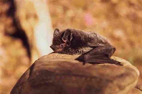 Do bats lay eggs. Feb 23, 2024 · The bat is considered to be one of the slowest reproducing animals in the world. With that in mind, it is possible for the actual mating process to take place in the fall. However, the female won’t release the sperm to meet with the eggs until some time in the spring. For other species though the mating and the sperm going to the eggs all ... 