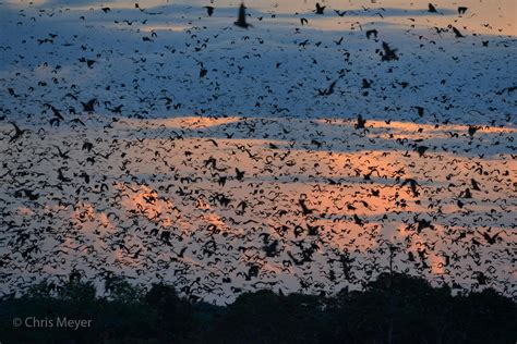 Do bats migrate. Big brown bats hibernate in caves, mines or buildings. The bats in buildings may be protected from white-nose syndrome, but those in caves and mines do get the disease. Three species of bats migrate south: Eastern red bats, hoary bats and silver-haired bats. Like migrating birds, they are exposed to many obstacles during their migration. 