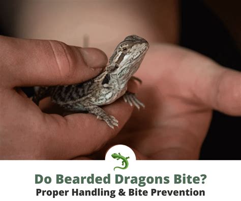Do bearded dragons bite. Things To Know About Do bearded dragons bite. 