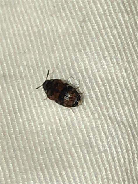 Do bed bugs have wings. Wings: Bed bugs do not have wings and cannot fly. However, they crawl around rather quickly on fabrics & furniture and can easily climb walls and ceilings. Bed Bug Eggs: Eggs are tiny, about 1 mm in size, pearl-white in colour, and shaped like a rice grain. They are often found in clusters attached to surfaces using a sticky substance. 