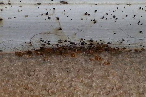 Do bed bugs live in carpet. They can be found outside also, where they live off nectar and pollen. Bed bugs are usually found in areas where humans spend a lot of time like around beds, in ... 
